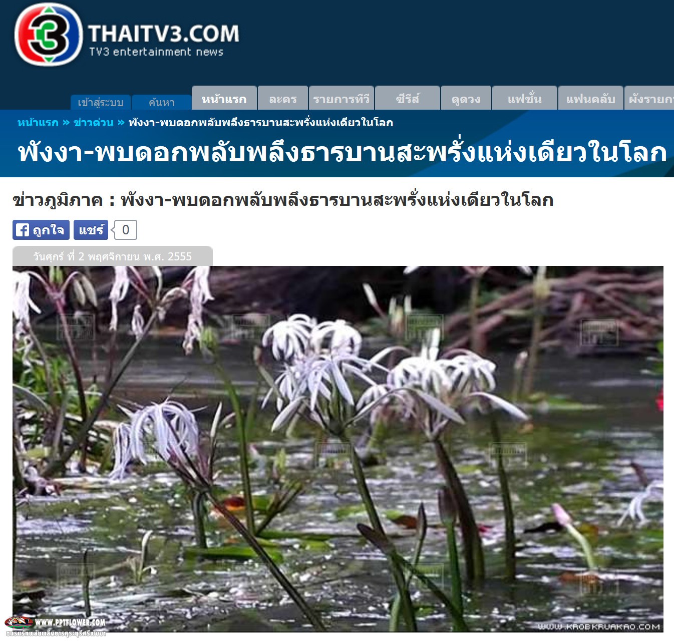 พังงาพบดอกพลับพลึงธารบานสะพรั่งแห่งเดียวในโลก