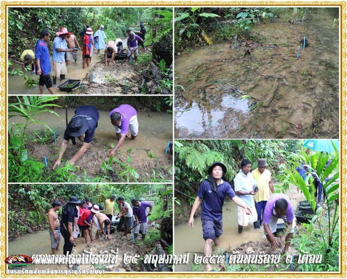 สรุปผลการปลูกต้นพลับพลึงธารในโครงการสร้างฝายชะลอน้ำฯ